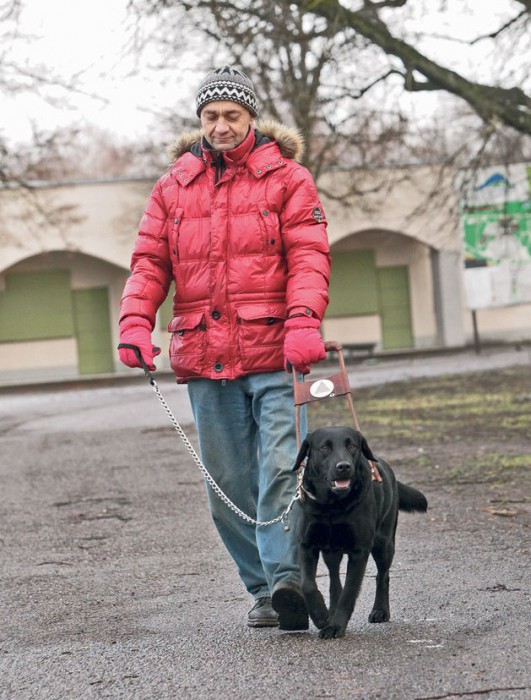 Hiljuti kaheaastaseks saanud juhtkoer Roosi saadab viletsalt nägevat Margo Joosti hea meelega nii väiksel jalutuskäigul Tähtvere pargis, poes kui peremehe töökohas. Eriti vajalik on see noor energiline koer peremehele pimedas, ereda päikese või vihmase ilmaga. Foto: Kristjan Teedema